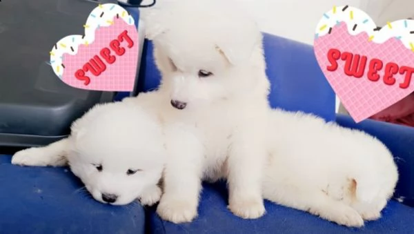 disponibili cuccioli di samoiedo