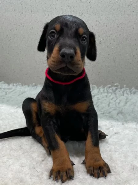 cuccioli dobermann