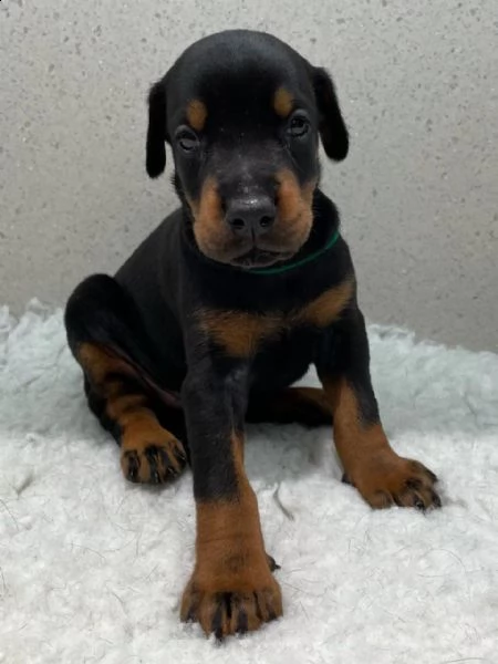 cuccioli dobermann | Foto 0