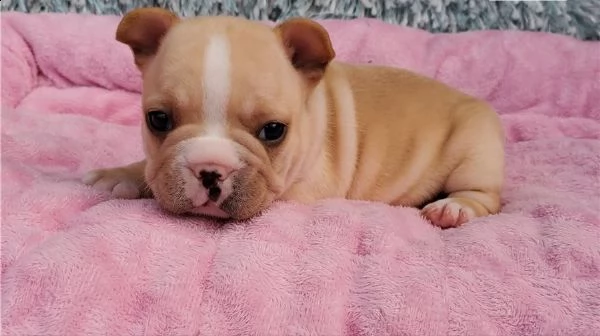  cuccioli di bulldog francese per l'adozione