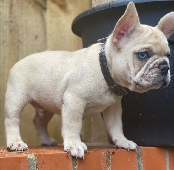 adozione del cuccioli di bouledogue francese | Foto 1