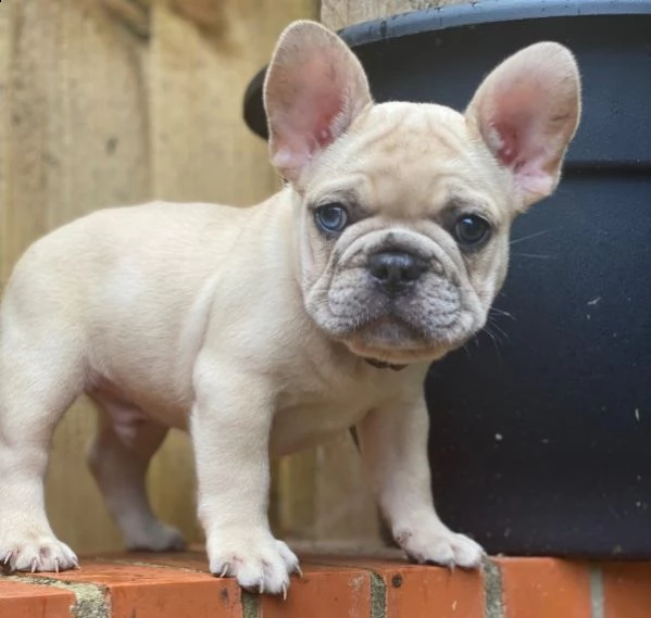 adozione del cuccioli di bouledogue francese