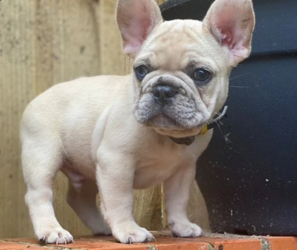 adozione del cuccioli di bouledogue francese | Foto 0