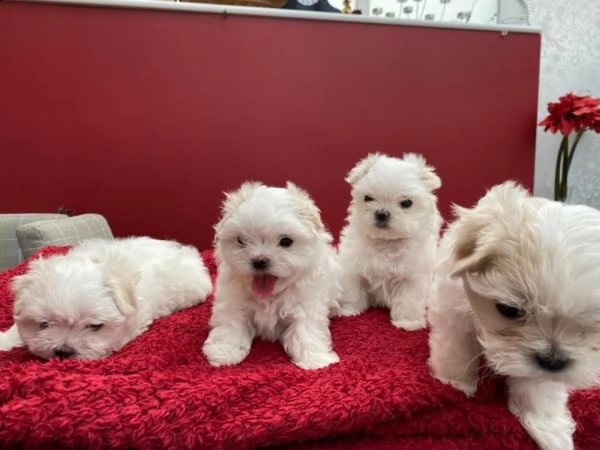 dolcissimi cuccioli di maltese terrier