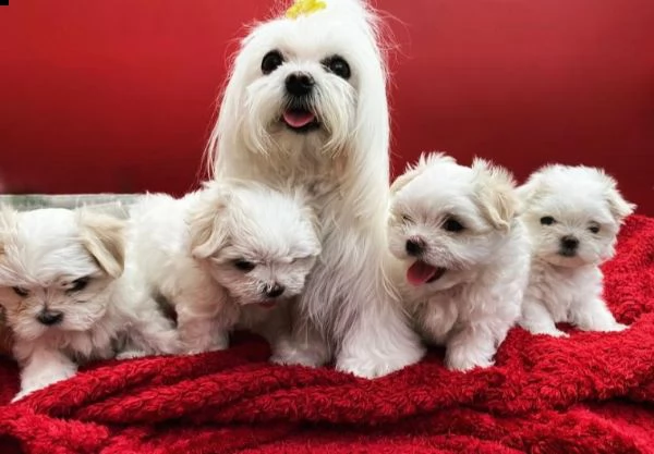 dolcissimi cuccioli di maltese terrier | Foto 0