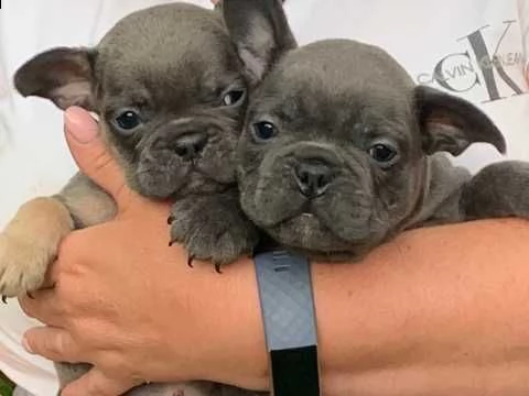 bouledogue francese razza sani e puri