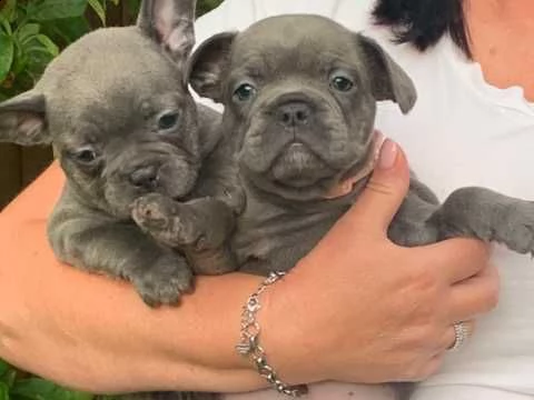 bouledogue francese razza sani e puri | Foto 0
