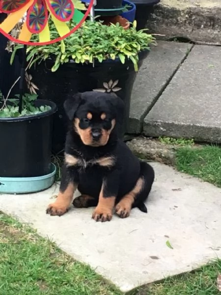 regalo cuccioli di tipo rottweiler con i capelli corti
