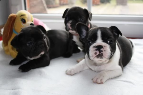 regalo bulldog frances meravigliosi