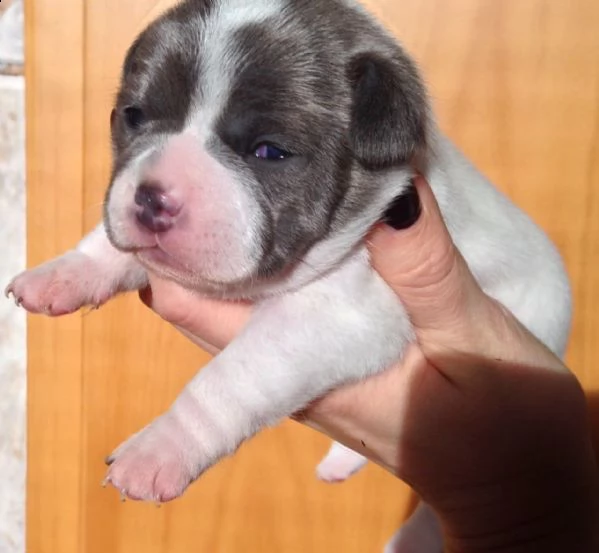  cuccioli di bulldog francese per l'adozione