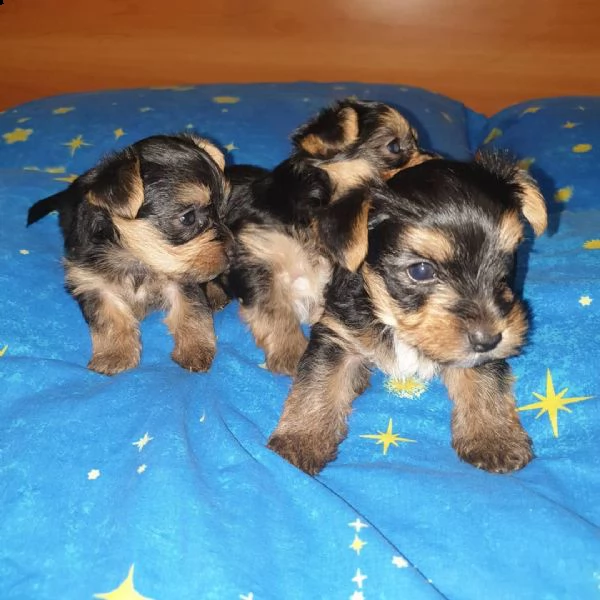 regalo cuccioli di yorkie toy