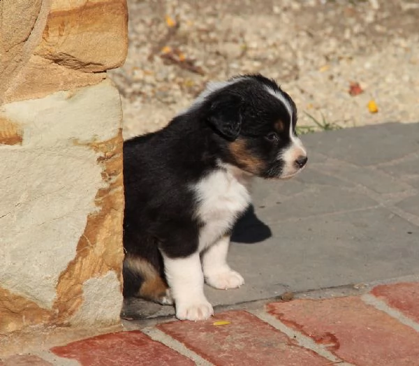 australian shepherd cuccioli disponibili