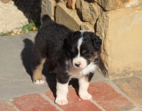 australian shepherd cuccioli disponibili | Foto 2