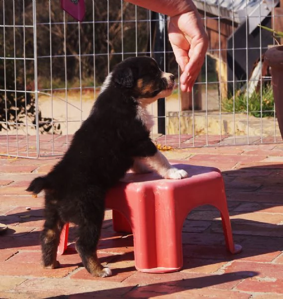 australian shepherd cuccioli disponibili | Foto 0