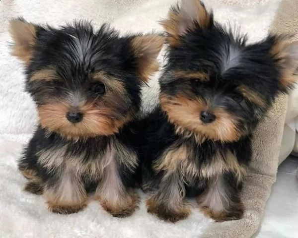 yorkshire toy cuccioli