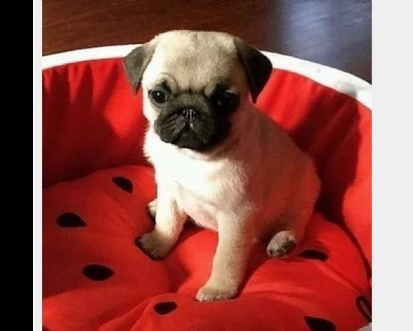 cuccioli di carlino maschio e femmina | Foto 0