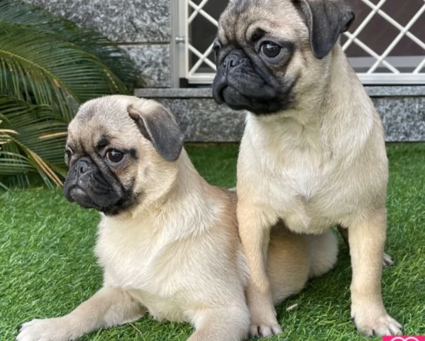 cuccioli di carlino maschio e femmina