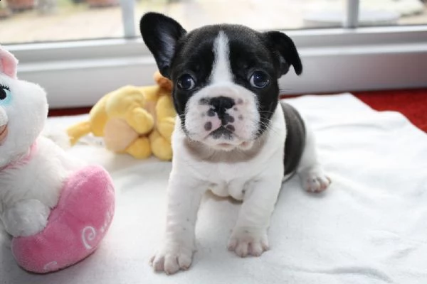  regalo cuccioli di bulldog frances