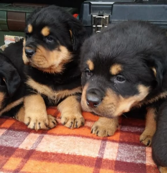 regalo cuccioli di tipo rottweiler con i capelli corti