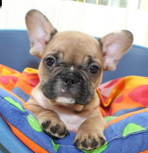  regalo cuccioli di bulldog frances