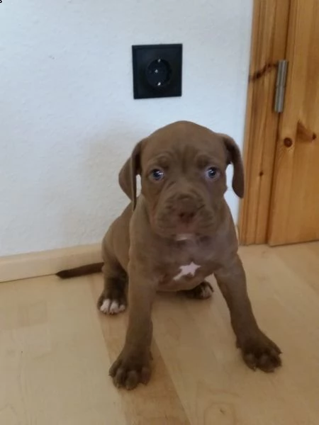   regalo cuccioli pitbull