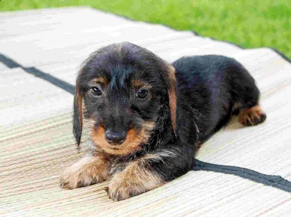  regalo adorabili cuccioli  bassotto femminucce e maschietti disponibili