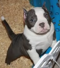 cucciolo di pitbull tenerissimi intrigantissimi e buonissimi di 70 giorni sia maschi che femmina ott