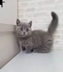 2  gattini british shorthair disponibili per l'adozione gratuita. i gattini sono molto sani giocosi 