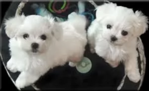  regalo cucciolo cucciolo di maltese