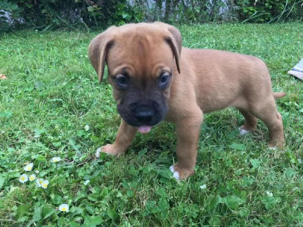  regalo estremamente carino cuccioli di boxer per l'adozione