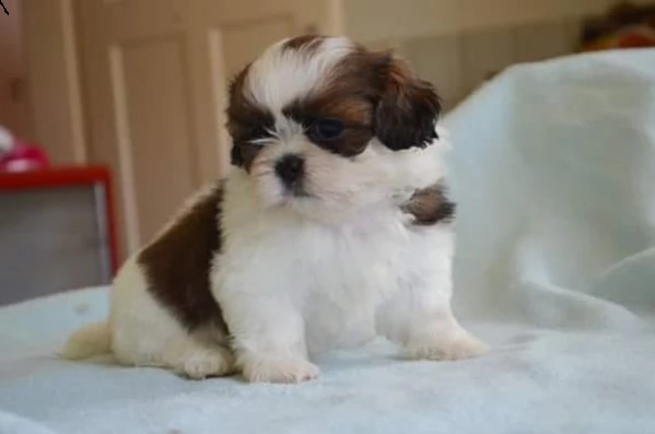  regalo cuccioli di shitzu