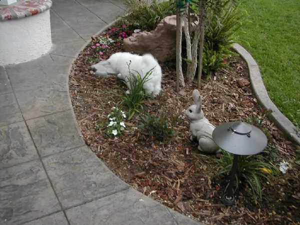 disponibile eccellente cucciolata di samoied