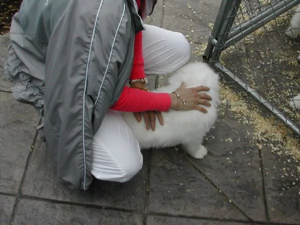 disponibile eccellente cucciolata di samoied | Foto 1