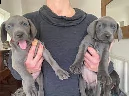 cuccioli  di weimaraner 