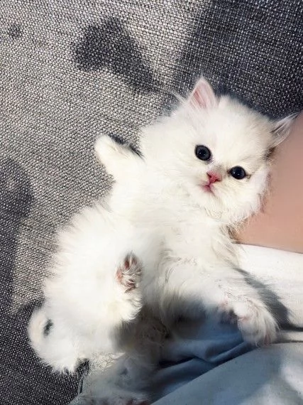 gatto persiano pronti per la prenotazione | Foto 2