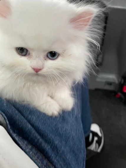 gatto persiano pronti per la prenotazione