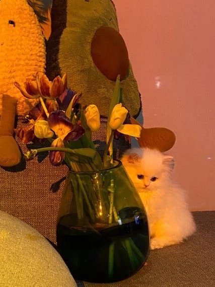 gatto persiano pronti per la prenotazione | Foto 1