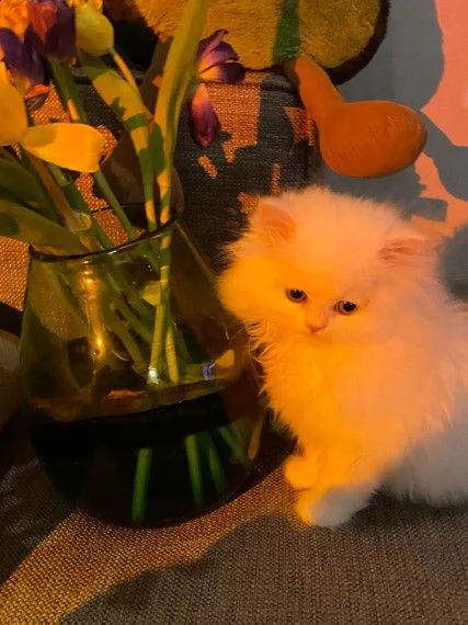 gatto persiano pronti per la prenotazione | Foto 0