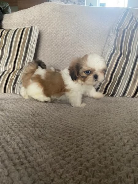 cuccioli di shitzu maschi e femmine | Foto 1