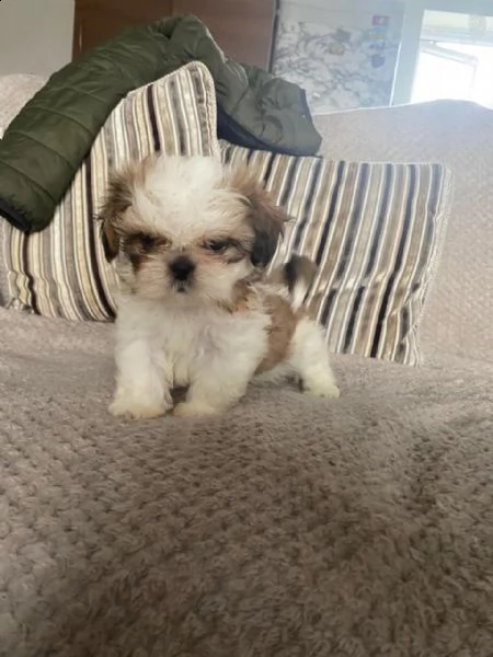 cuccioli di shitzu maschi e femmine | Foto 0