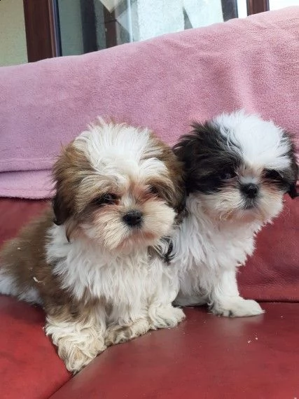 cuccioli di shitzu maschi e femmine