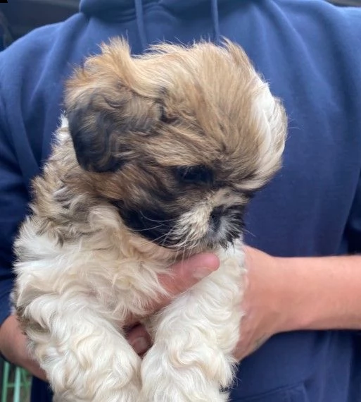 cani di razza shitzu cuccioli | Foto 1