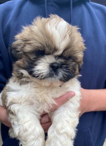 cani di razza shitzu cuccioli | Foto 0