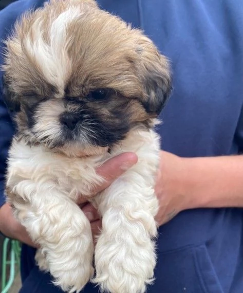 cani di razza shitzu cuccioli