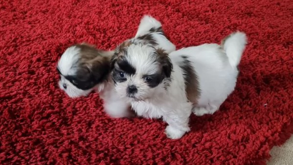 cuccioli di shitzu piccolissimo