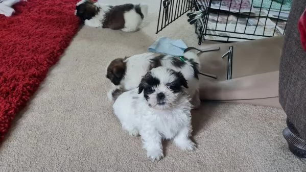 cuccioli di shitzu piccolissimo | Foto 1