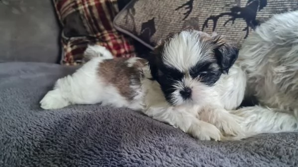 cuccioli di shitzu piccolissimo | Foto 0