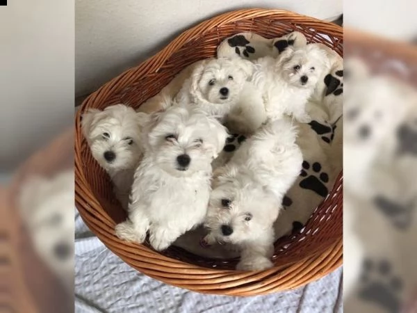 maltese taglia piccola