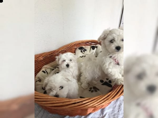 maltese taglia piccola | Foto 0