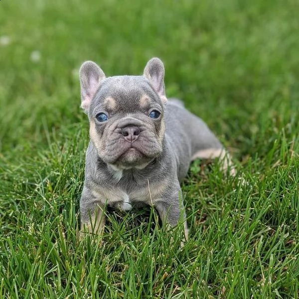 cucciolo francese